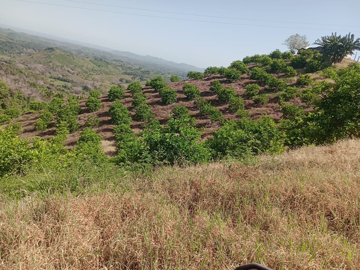 Huerta de cítricos sobre una ladera, con árboles jóvenes plantados en hileras